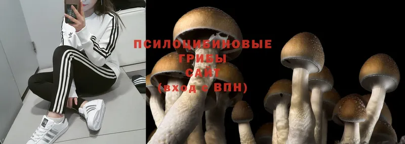 Галлюциногенные грибы Cubensis  продажа наркотиков  Владимир 